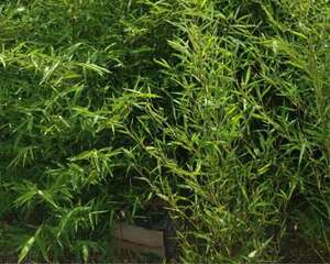 家里养了这花，日子节节高升，顺风又顺水！