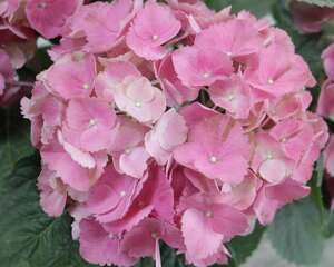 绣球切花一天就蔫了怎么办