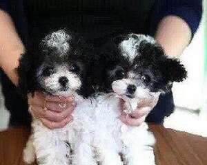 狗狗是可以吃洋葱的吗？