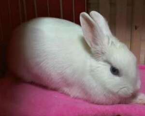 中兽医对瘦兔催膘长肉十则