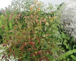 送朋友一盆花，结果被退回来，还遭埋怨！