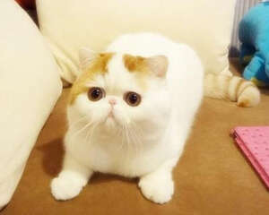 过节外出如何安置猫咪