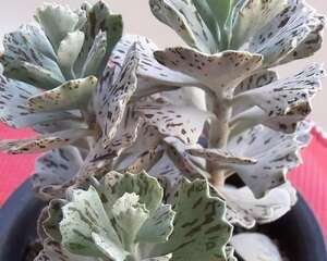 雀扇/姬宫Kalachone Rhombopilosa