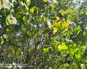 丁香花不开花怎么办，丁香花的花期多长