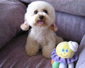 犬骨折的诊断要点