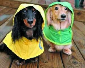 雨季狗狗出门的注意事项