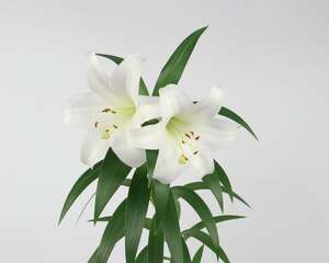 百合花施肥方法，用什么肥好