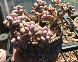 这是你的目标吗？做一个拥有“十里桃林”的桃蛋大户