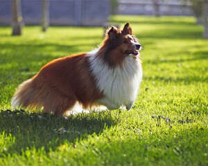 喜乐蒂牧羊犬的性格特点