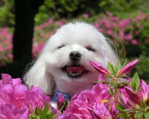 怎样制止宠物狗乱咬东西的行为