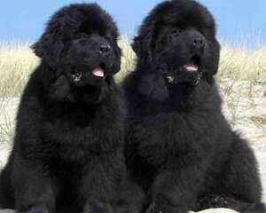 纽芬兰犬禁养原因是什么？有哪些犬被禁养？