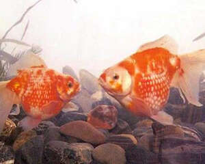 凤尾花珍珠的喂食要点