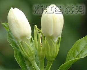 如何诊治茉莉不开花（图）