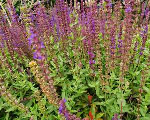 鼠尾草的食用和药用作用