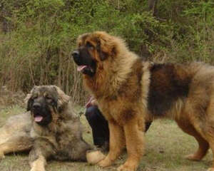 如果被狗咬了怎么办