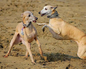 惠比特犬宝宝刚进家要注意什么