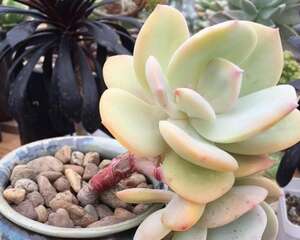 白凤 Echeveria ‘Hakuhou’