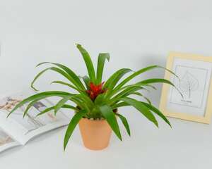 鸿运当头叶子发黄卷曲怎么办