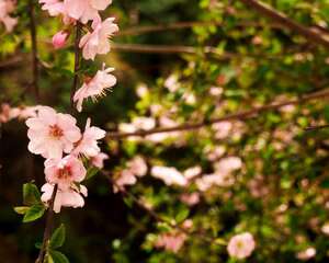 碧桃的花语和传说