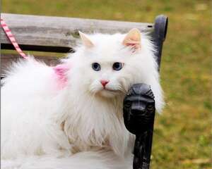 如何选购山东狮子猫