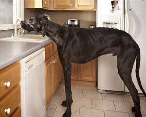 大丹犬的喂食要点