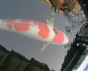 大正三色锦鲤的喂食要点