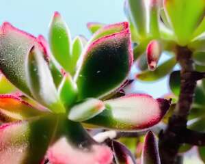 多肉出现4种信号，立刻就换盆，否则全都死翘翘！