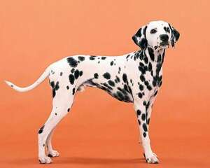 宠物狗牙齿松动该怎么护理