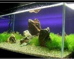 DIY水族箱造景和水族箱维护