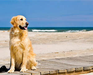 金毛的孤独心理