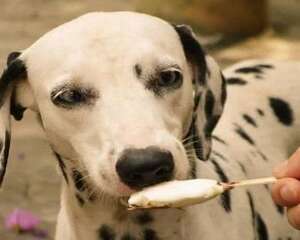 狗狗能吃甜食吗？狗狗吃甜食会怎么样？