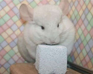 龙猫断骨的急救方式