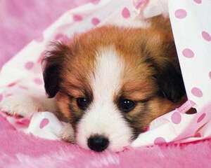 怎么帮狗狗去跳蚤