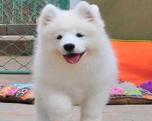 萨摩耶幼犬怎么挑选？萨摩耶幼犬挑选