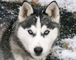 如何给阿拉斯加犬洗澡