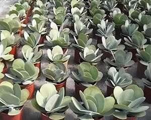 唐印的栽种培养与管理(图)