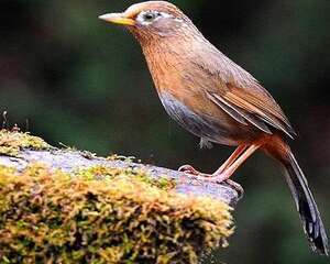 怎样训练画眉鸟叫声