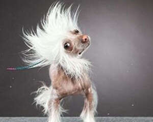 狗狗甩头可能是耳朵发炎导致