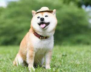 柴犬智商怎么样，柴犬聪明吗？