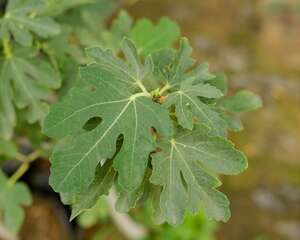 无花果怎么吃，吃无花果有什么好处