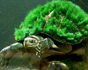 绿毛龟两种易混淆的疾病
