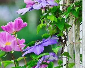 铁线莲烂根怎么办