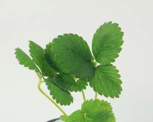 草莓的养殖方法和注意事项