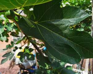 无花果种植技术，无花果苗价格