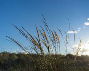 芦苇有什么利用价值