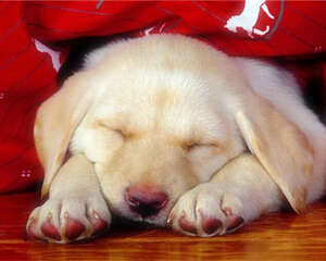 狗狗睡眠不好的原因之解决办法