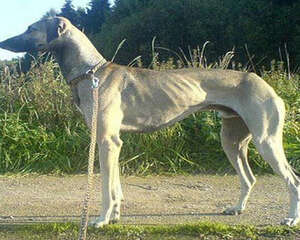 关于北非猎犬的介绍