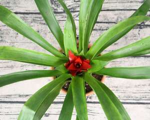 红运当头花怎么养才红