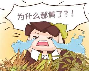 家有抽烟的人，这4种花慎养，容易养不活！