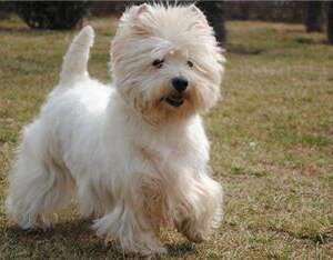 “狗狗打喷嚏怎么回事？”具体原因具体分析